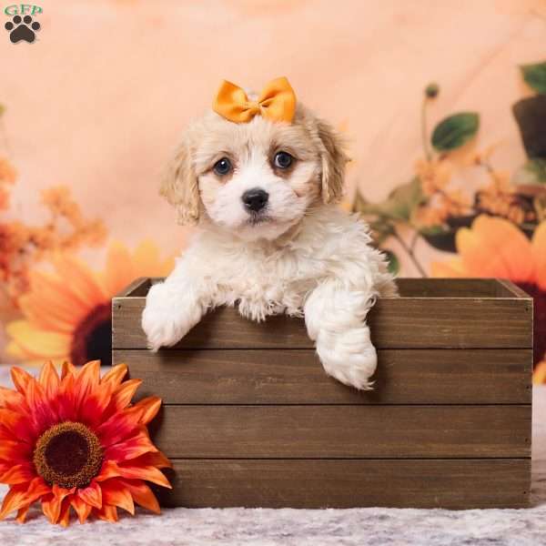 Mia, Cavachon Puppy